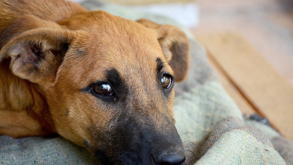 Tras la agresión, Commu se encuentra luchando por su vida.