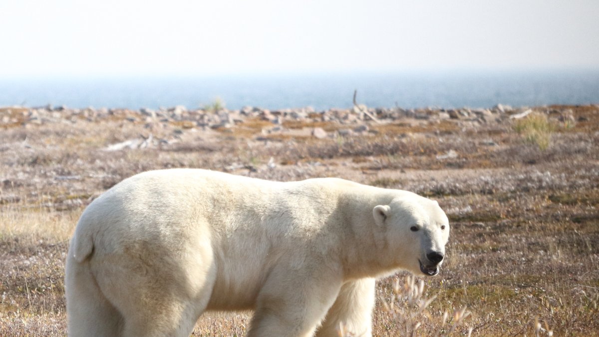 Oso polar en tierra en la región occidental de la bahía de Hudson.