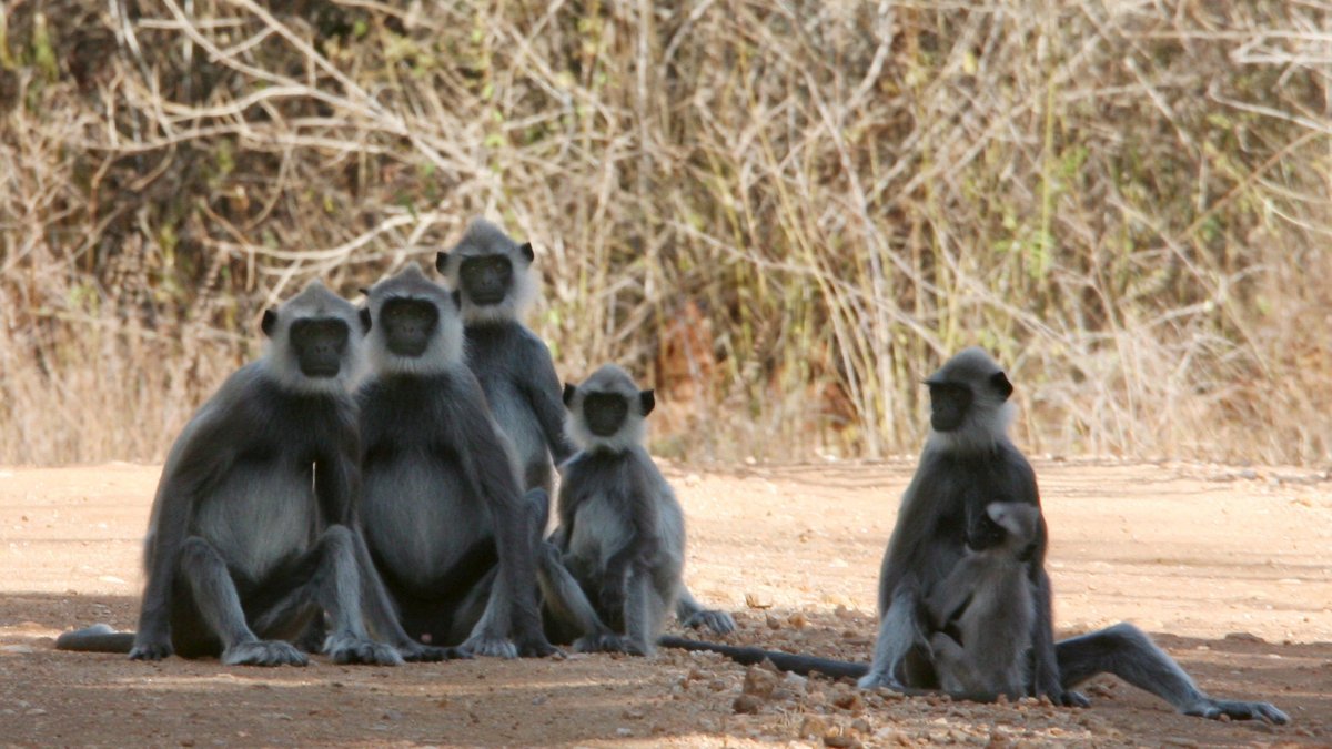 un grupo de monos langures en el Reserva Nacional de Uda Walawe, a 214 kilómetros de Colombo, Sri Lanka