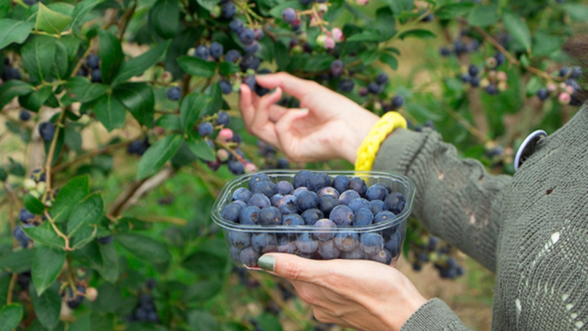 Frutas como las pitahayas y los arándanos ecuatorianos entrarán con cero arancel a China.
