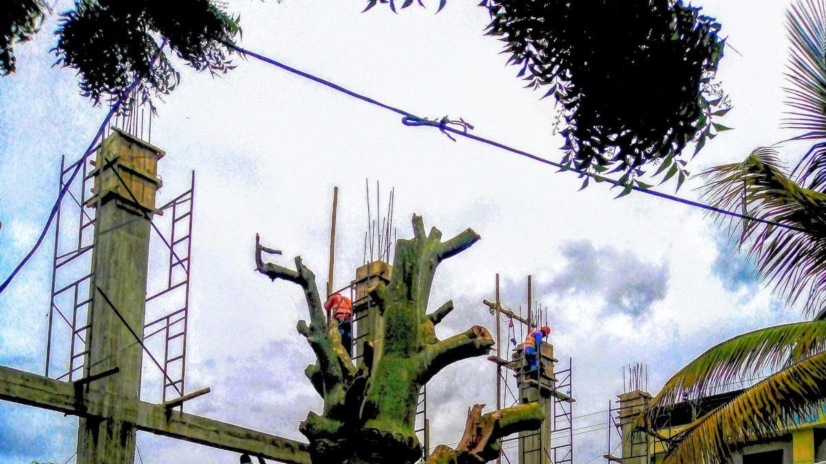 El ceibo, según detallan los historiadores y familias de Playas, ha sido parte de la historia de Playas por al menos un siglo. 