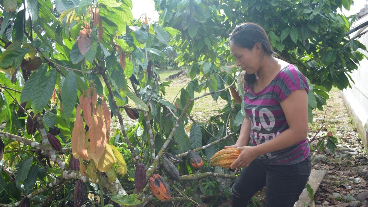 Margoth Ponce realiza un trabajo minucioso para obtener una buena  cosecha de  cacao.