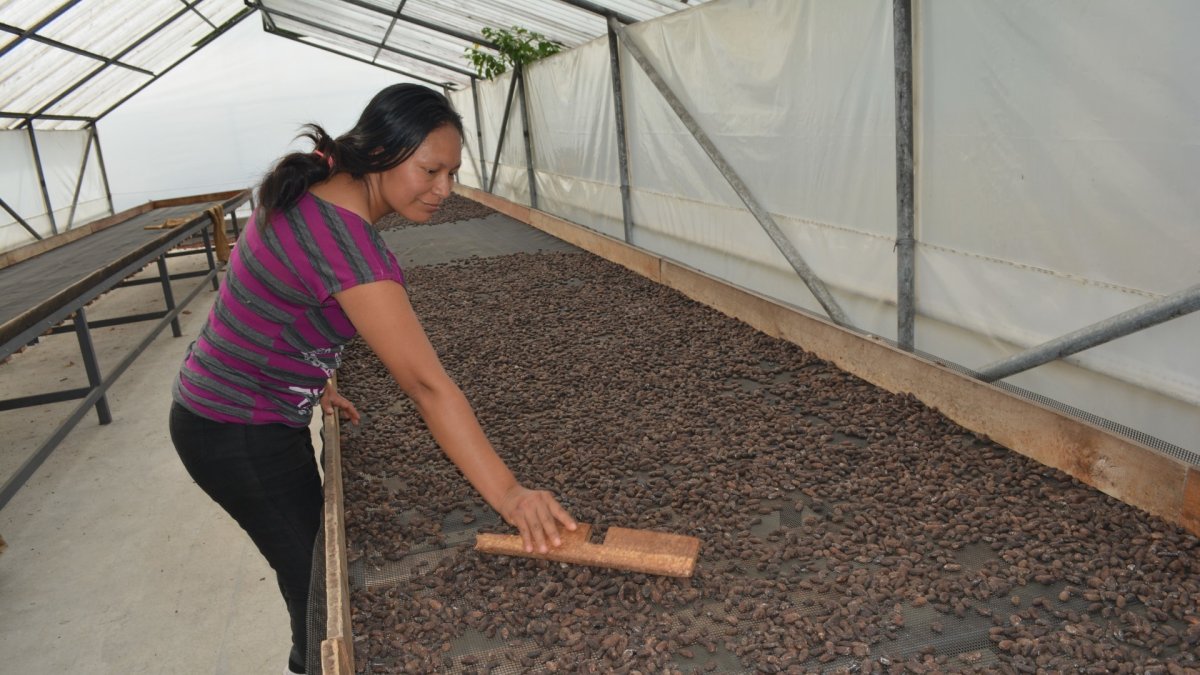En el cantón Arrosemena Tola de la provincia del Napo las mujeres promueven la biodiversidad del ecosistema y se organizaron para cultivar el cacao con valor de exportación.
