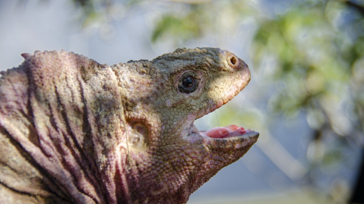 Fotografía cedida por Fundación Charles Darwin donde se observa un ejemplar de iguana rosada de Galápagos (conolophus marthae).