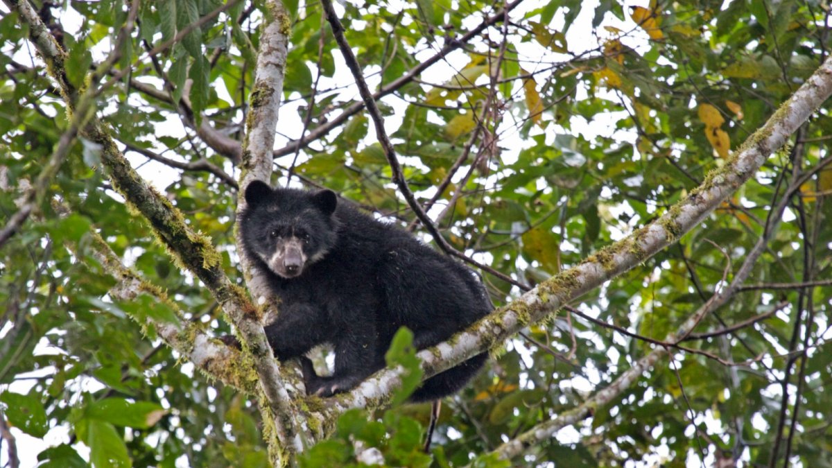 Un promedio de 25 osos andinos se pueden avistar durante la temporada. Estos llegan a la localidad en busca de aguacates silvestres.
