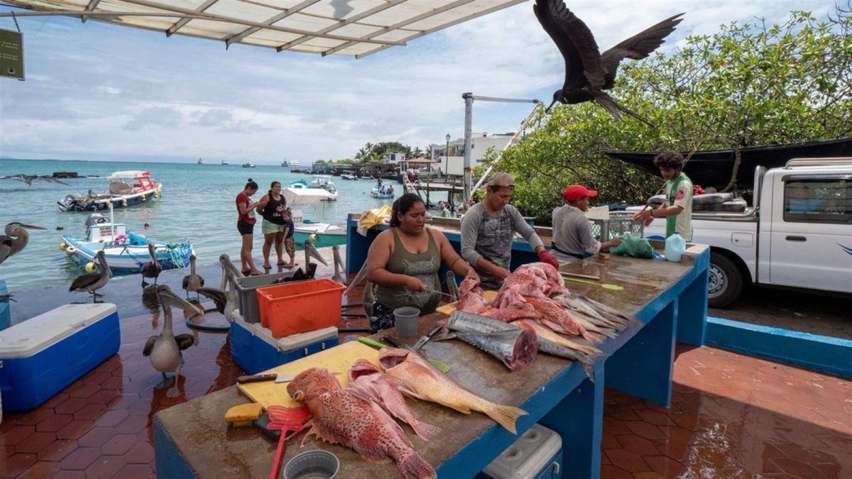 Proyecto. En la isla Santa Cruz se investigó sobre los desechos de pescado.