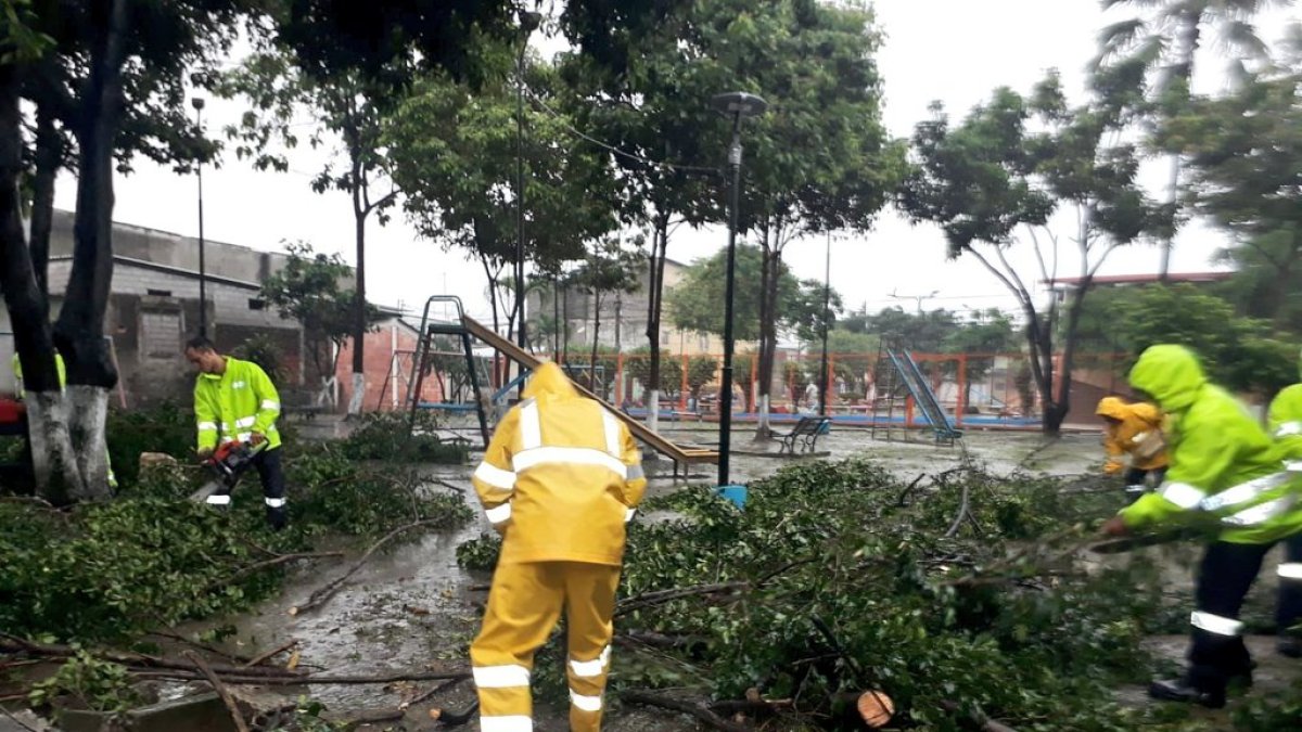 La caída de los arboles deja daños en sus alrededores, como fue el caso de la ciudadela las Orquídeas
