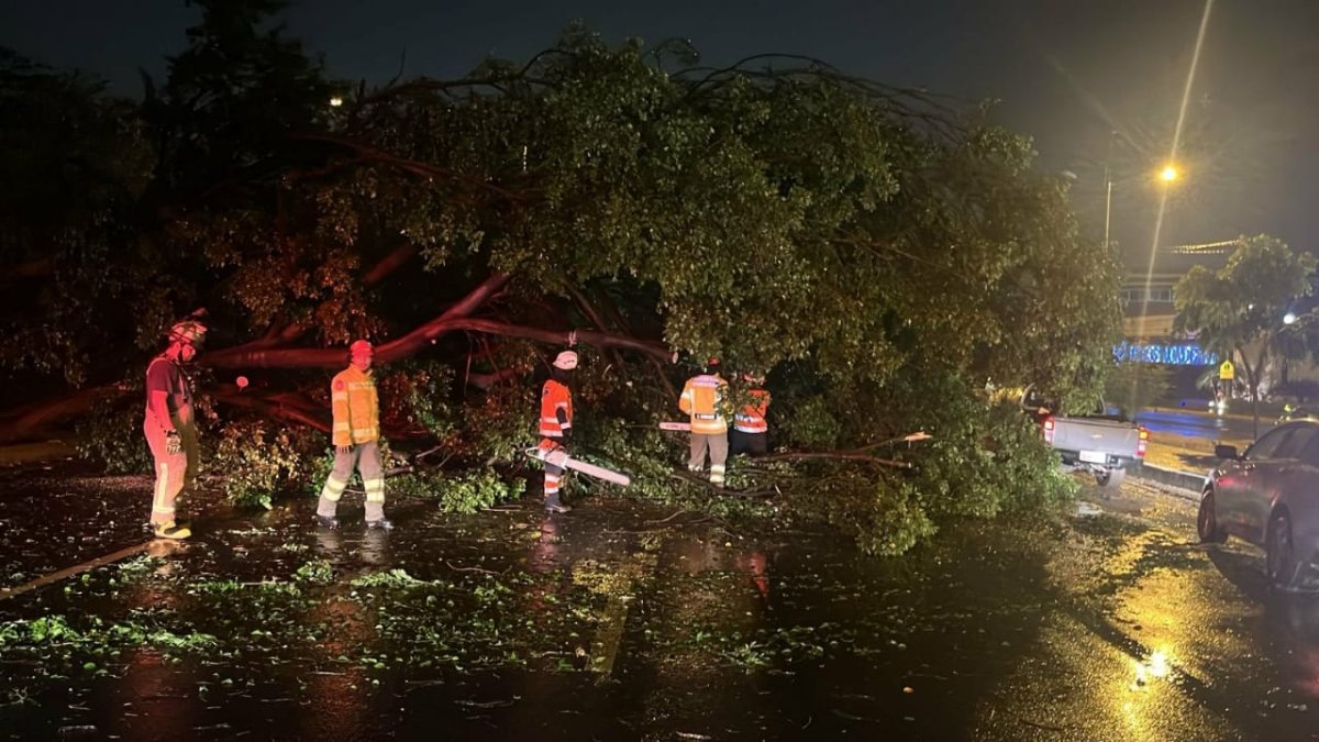 Árbol caído en vía a la Costa.