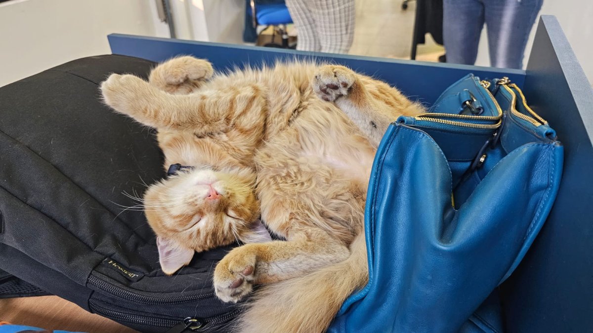 El Colorado, el gato de Expreso, en su siesta.
