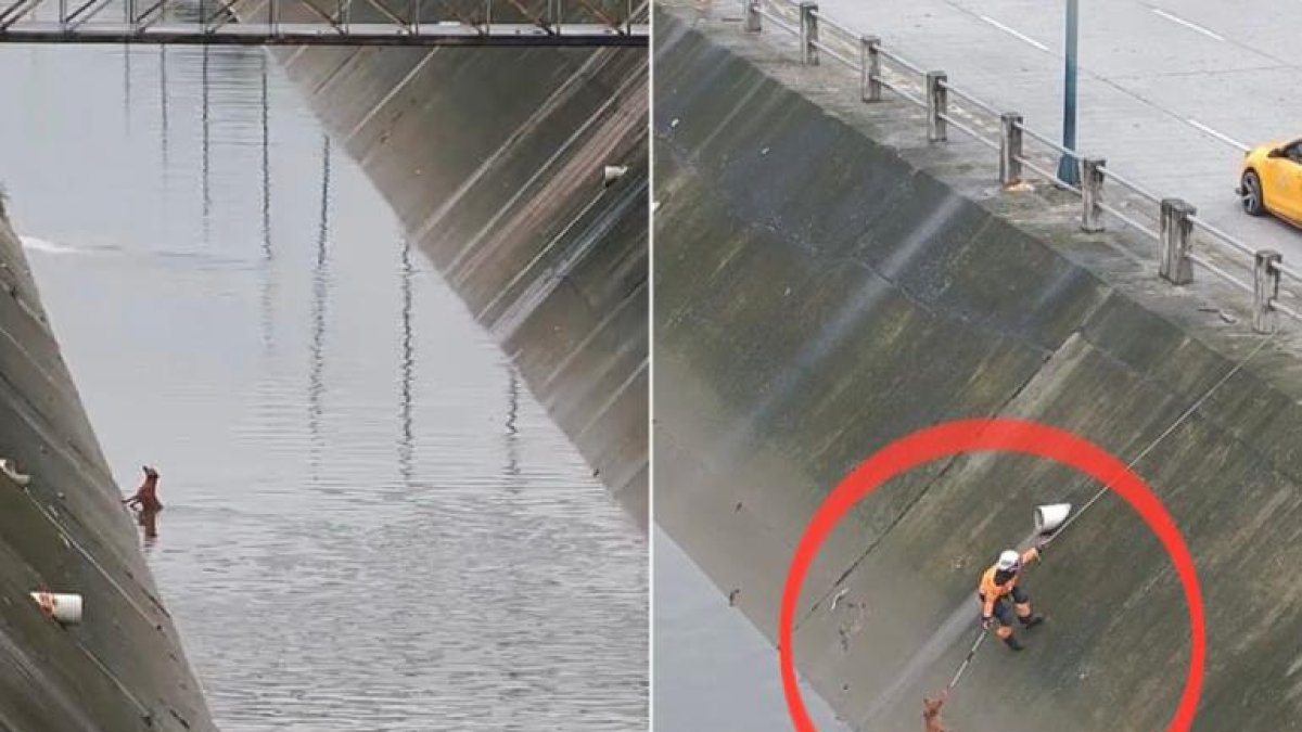 Momento exacto donde se rescató al perro en Mucho Lote 1