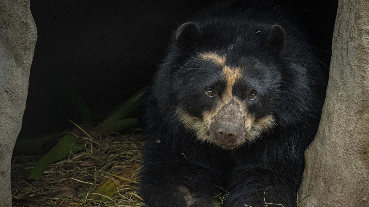 Fotografía cedida este miércoles por el Zoológico de Guallabamba que muestra a Tupak, un ejemplar adulto de oso andino (tremarctos ornatus), especie en peligro de extinción, en Quito (Ecuador).