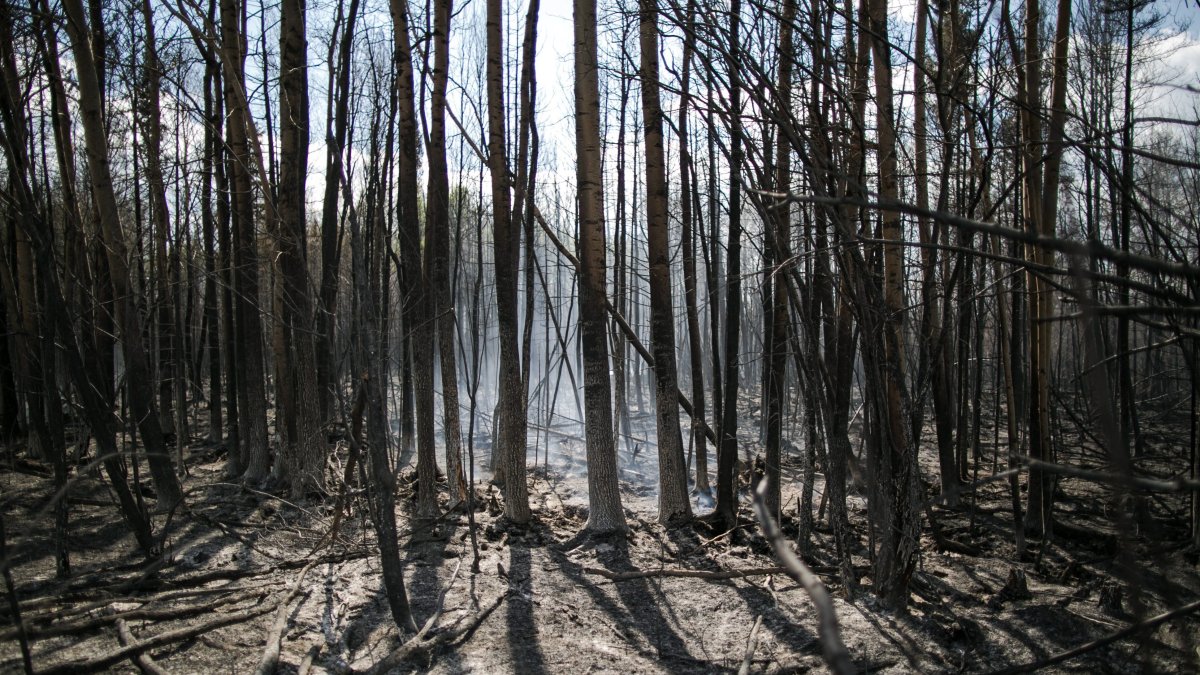 En la imagen se observan los estragos de un incendio forestal en Fort McMurray (Alberta, Canadá).