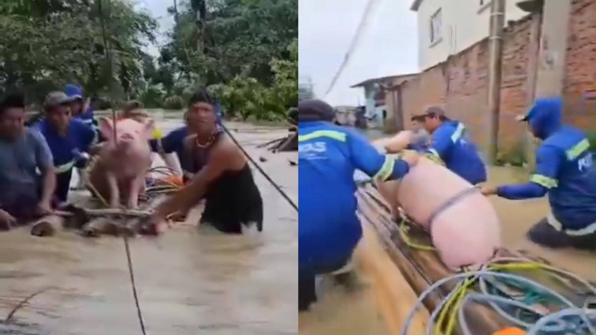 Las imágenes muestran cómo el animal es trasladado con ayuda de varios pobladores