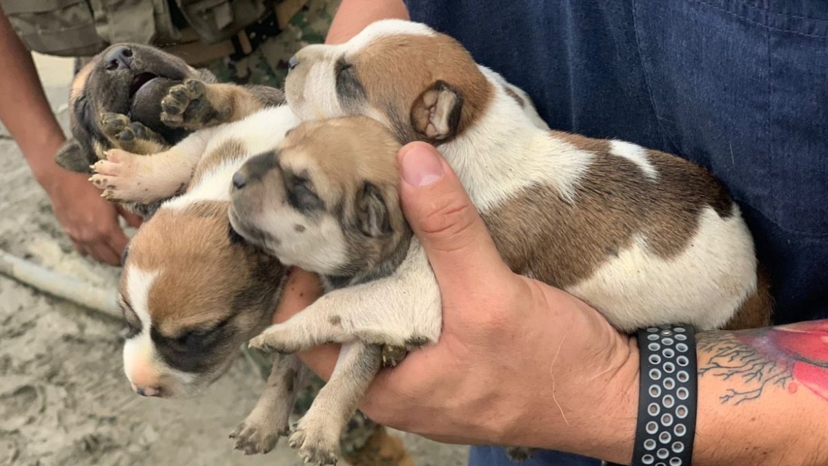 Autoridades gestionaron con personal del Municipio de Guayaquil para darles atención médica y ponerlos en adopción.