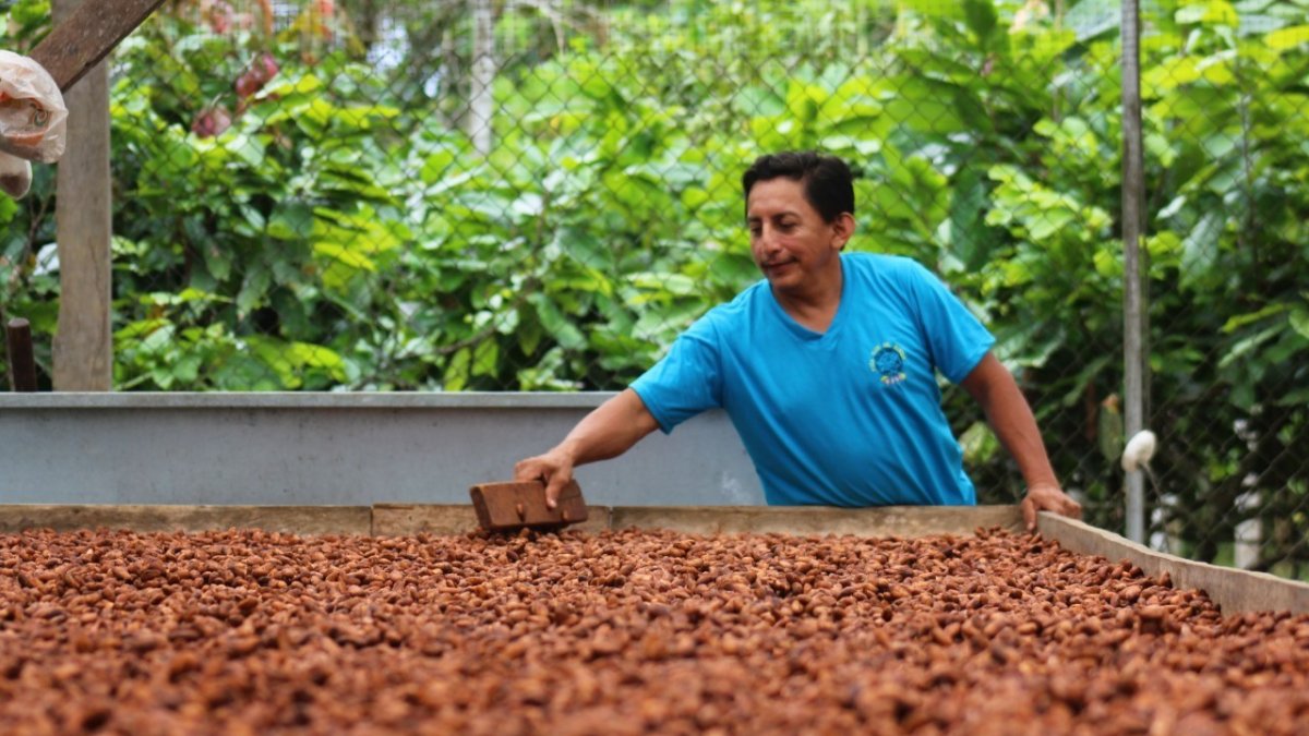Finca. Una persona vigila el secado de la pepa de cacao.