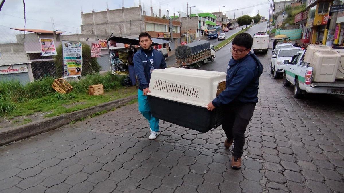 Control. Animales que viven en la calle también recibieron atención.
