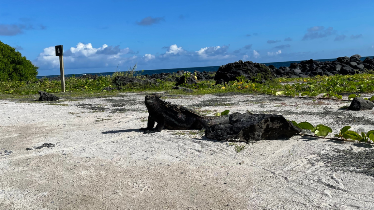 El archipiélago de Galápagos es conocido por sus especies únicas en el mundo