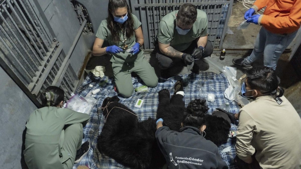 Tupak está a la espera de que las autoridades de Ecuador puedan emplear un helicóptero para trasladarlo a un nuevo hogar seguro para él.