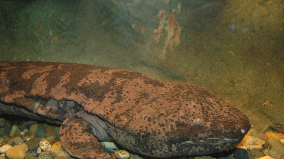 Salamandra gigante china que vive en sus instalaciones.