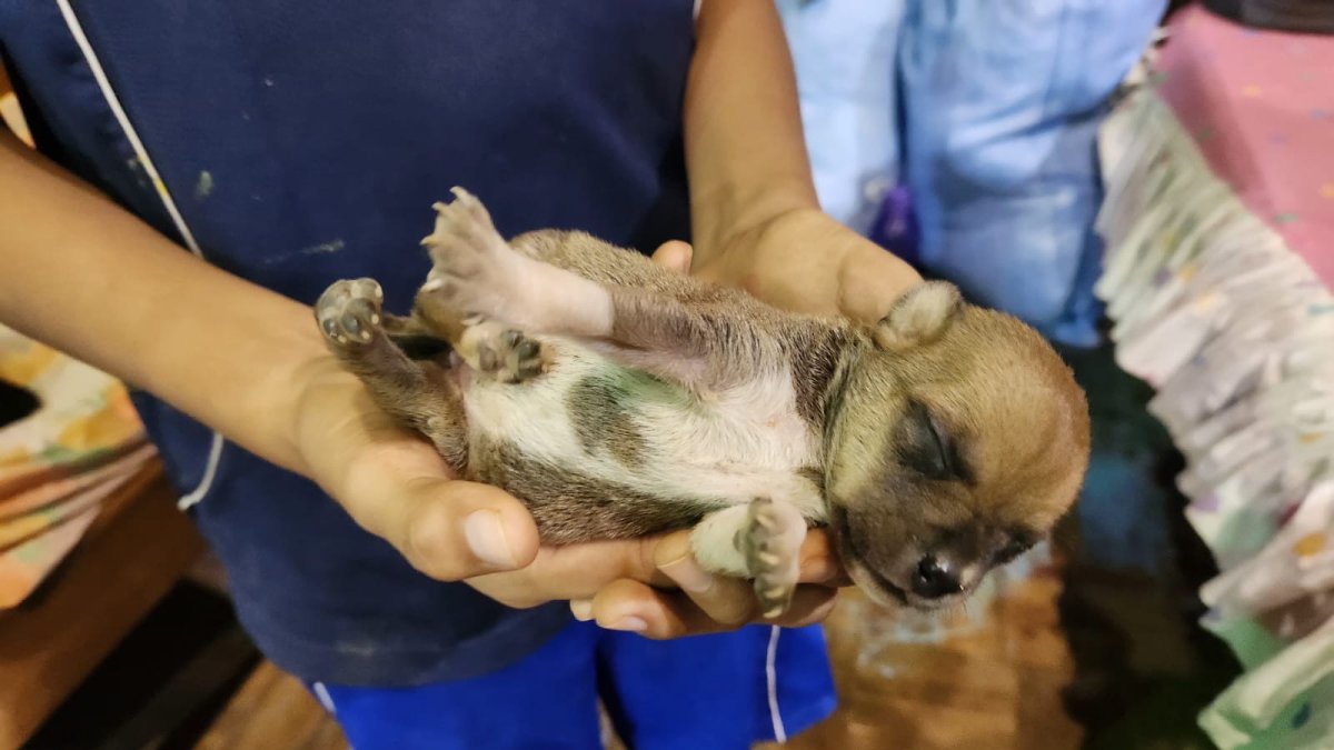 Un joven carga un cachorro tras ser rescatado de una inundación