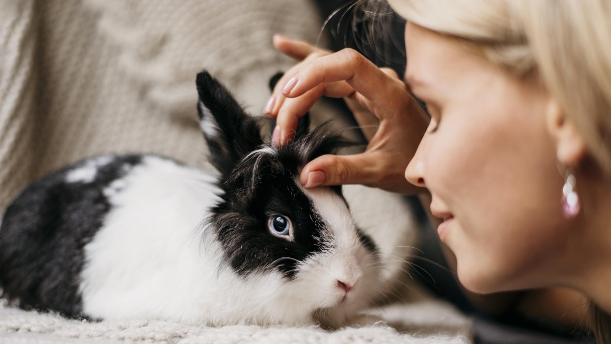 Los conejos son la mascota ideal para ayudar a relajar a su dueño