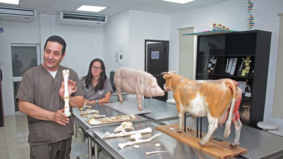 Vista. En el laboratorio de morfociencias se estudian huesos de animales, ubicación y desarrollan habilidades.