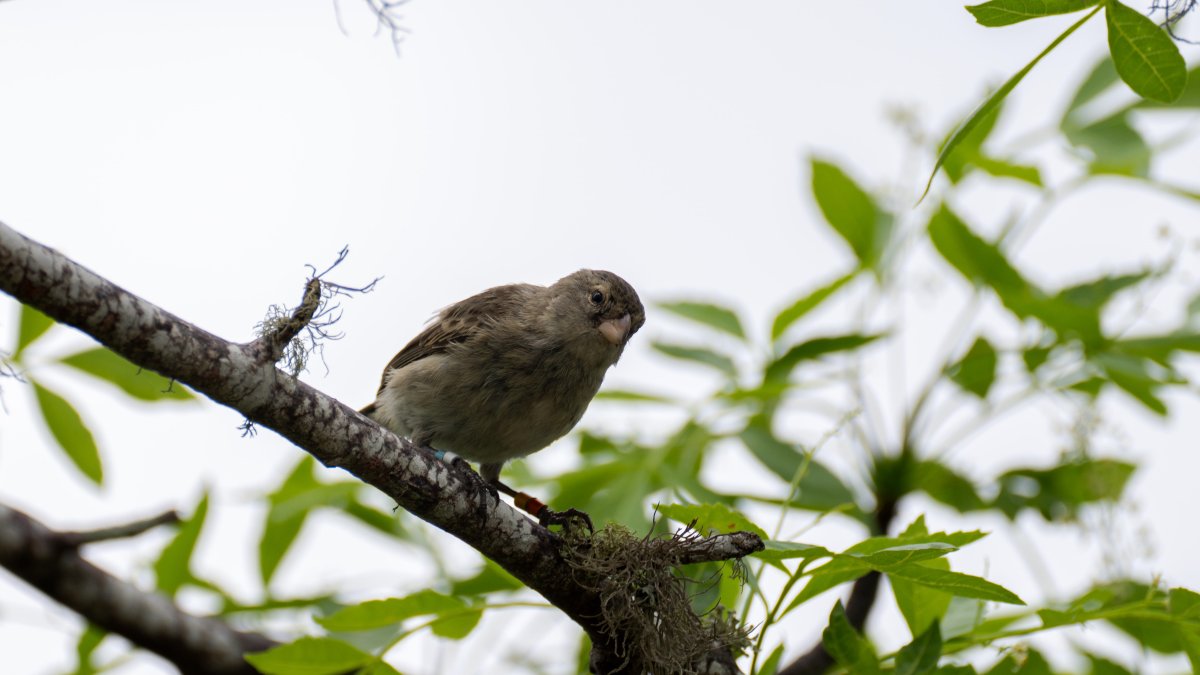 Floreana. Varios pájaros pinzones comen en un área de cría.