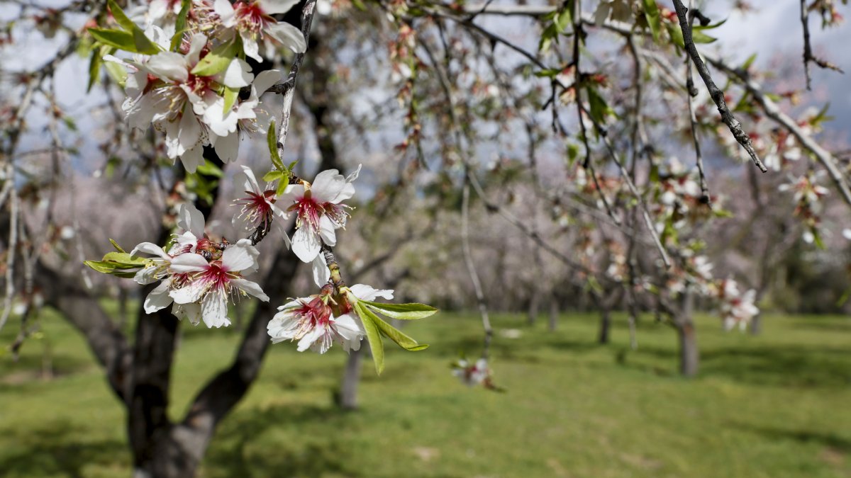 Árbol en flor en un parque de Madrid en el último fin de semana de febrero de 2024.