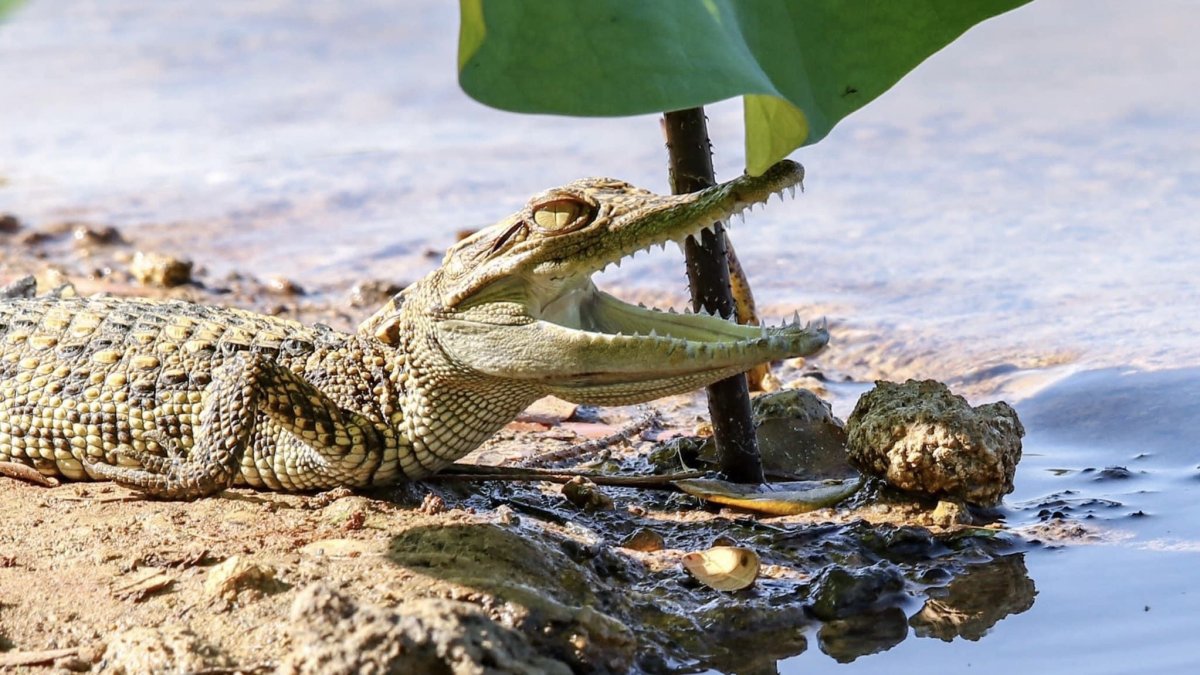 En esta imagen cedida por el Departamento de Parques Nacionales, Vida Silvestre y Conservación de Plantas de Tailandia, se observa a un ejemplar de cocodrilo.