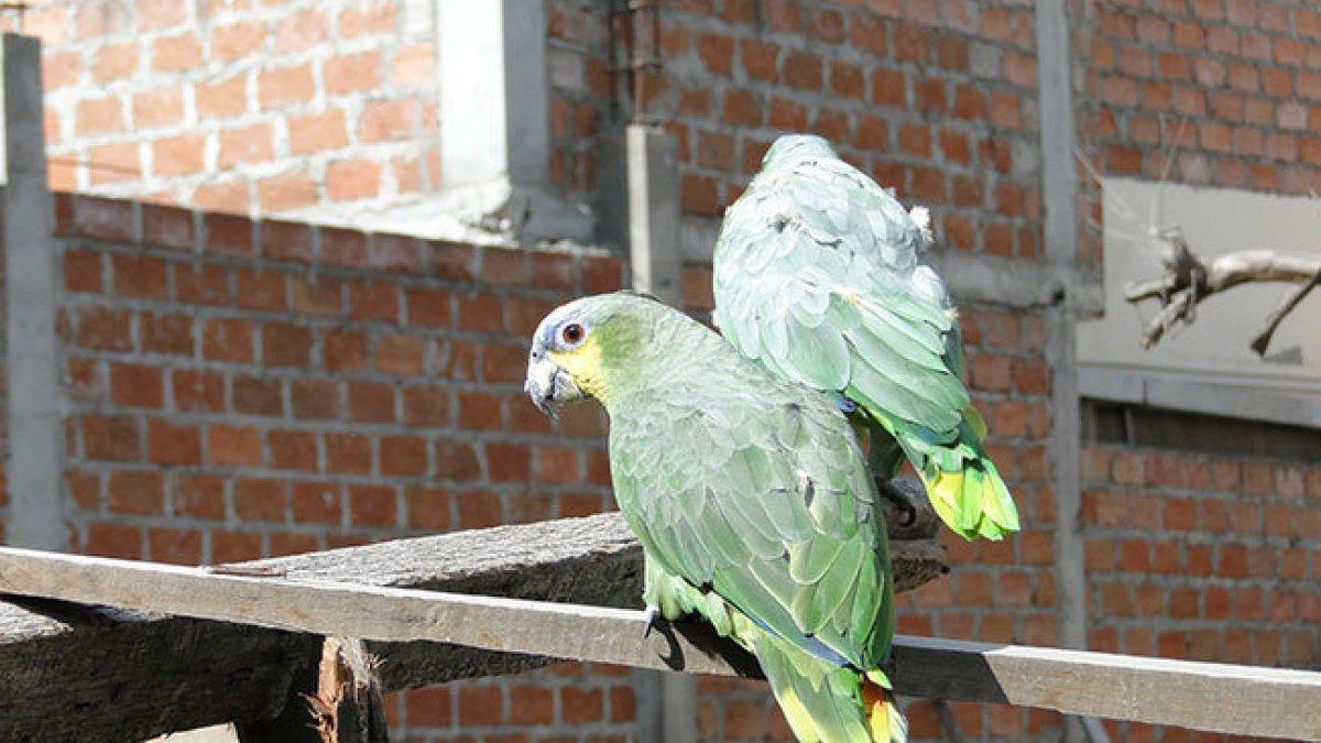 Ave.- Los loros son parte de las especies que traficantes sacan de su hábitat para vender.