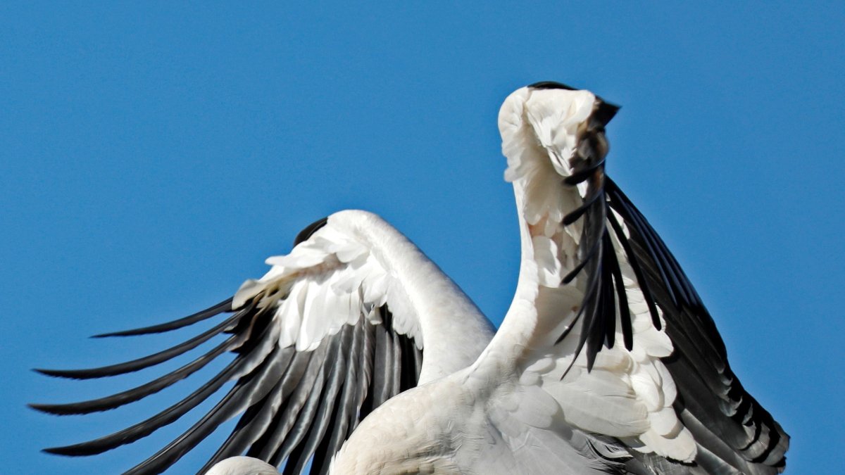 En la imagen de archivo, dos cigüeñas blancas agitan sus alas en Biebesheim (Alemania). 