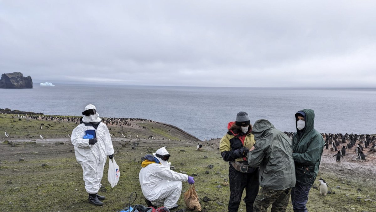 Los científicos españoles, que han observado que el hecho de que un animal se muestre más tímido, agresivo o explorador puede ser determinante en su supervivencia o reproducción.S