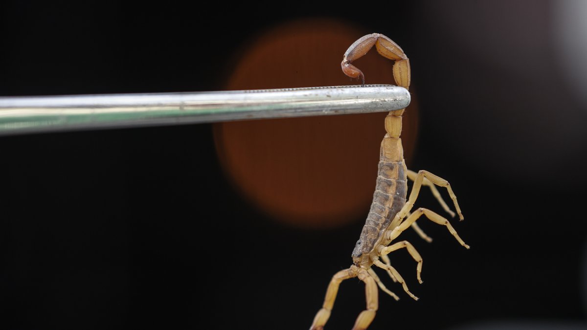 Fotografía de un escorpión amarillo (Tityus serrulatus) capturado en el alcantarillado en una calle de Vila Guilherme, un barrio situado de São Paulo (Brasil).