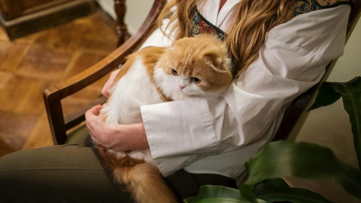 Los felinos buscan sentirse seguros