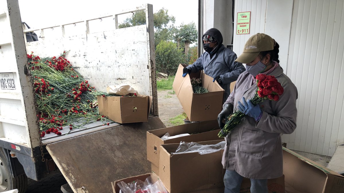 Perjuicio. En varias plantaciones continúan botando los claveles que no son exportados a Rusia.