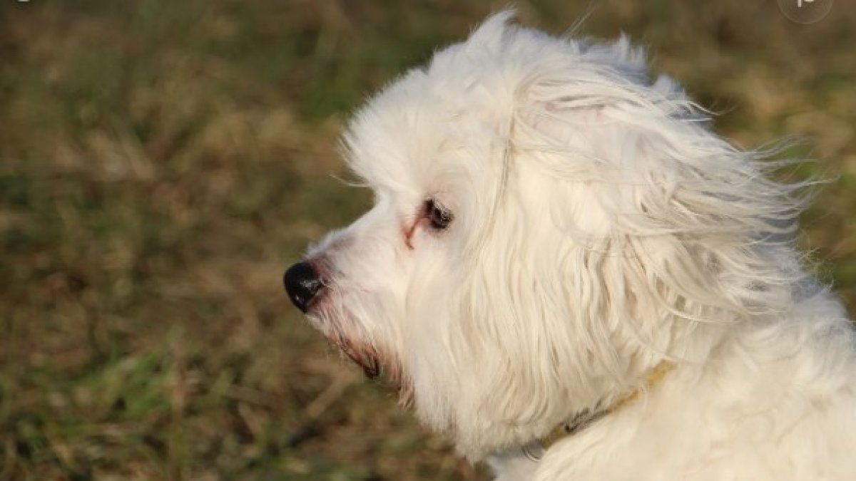 Lanudo era muy amigable y querido por los vecinos.