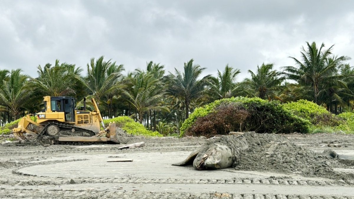 Los expertos no pudieron determinar la causa de la muerte del animal marino