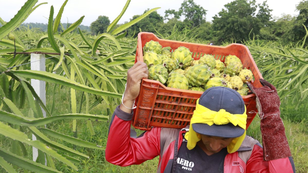 Productos como la pitahaya ingresarían a China, de forma inmediata y sin arancel.