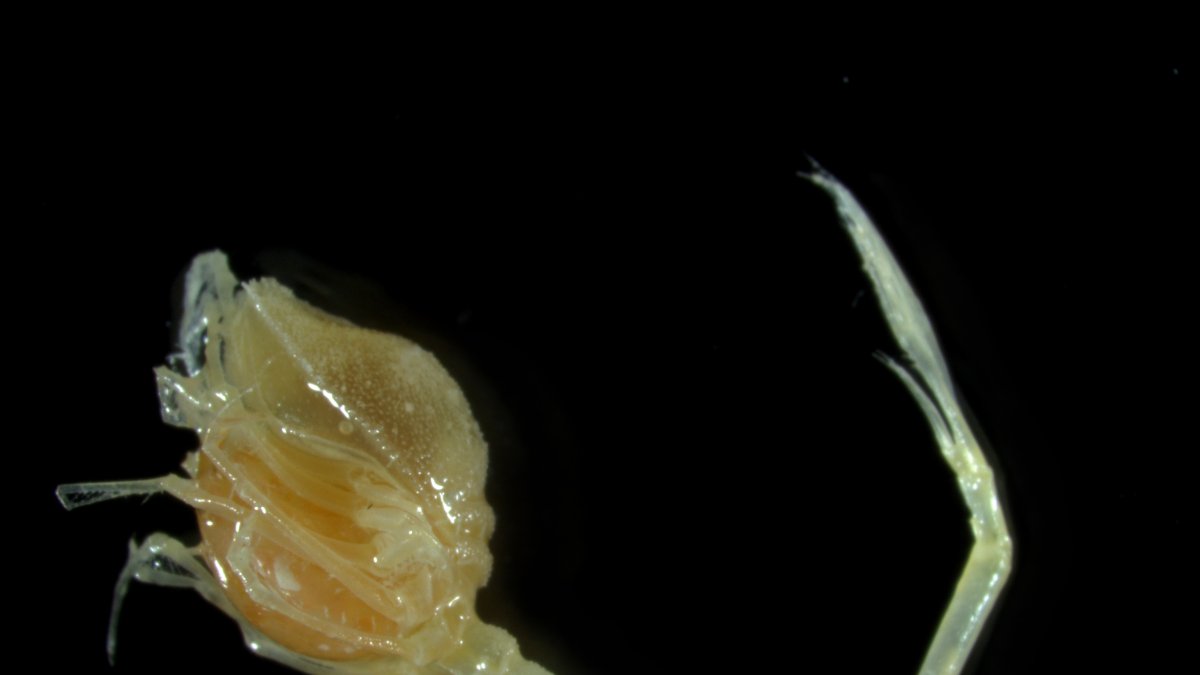 Fotografía cedida por Niwa y Ocean Census de una nueva especie de cumacea, comúnmente conocido como camarón coma.