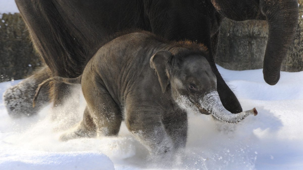 Una cría de elefante corretea en la nieve en una imagen de archivo.