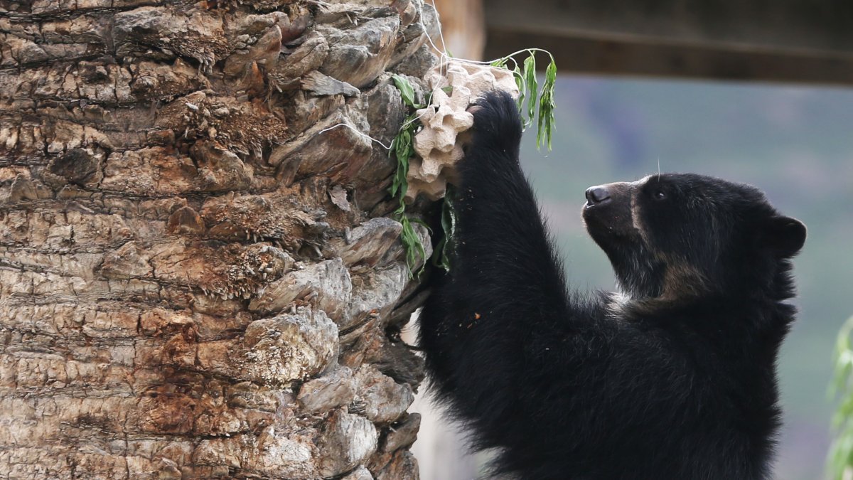 Fotografía de un oso andino o 