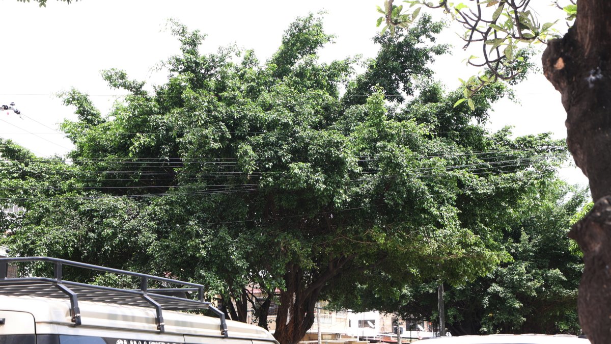 Poda. Varios cables sostenidos por postes están entrelazados con ramas de árboles en la avenida Leopoldo Benítez.