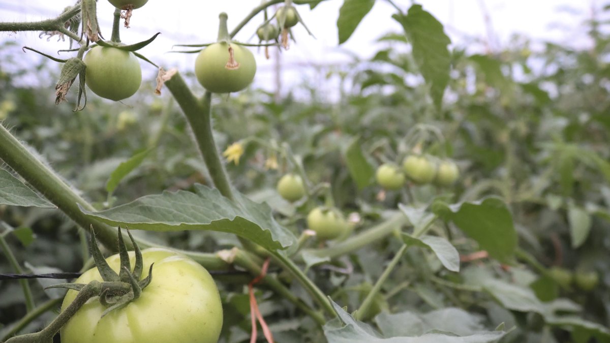 Fotografía de un cultivo de tomate el 12 de marzo de 2024 en una finca en Chiriquí (Panamá).