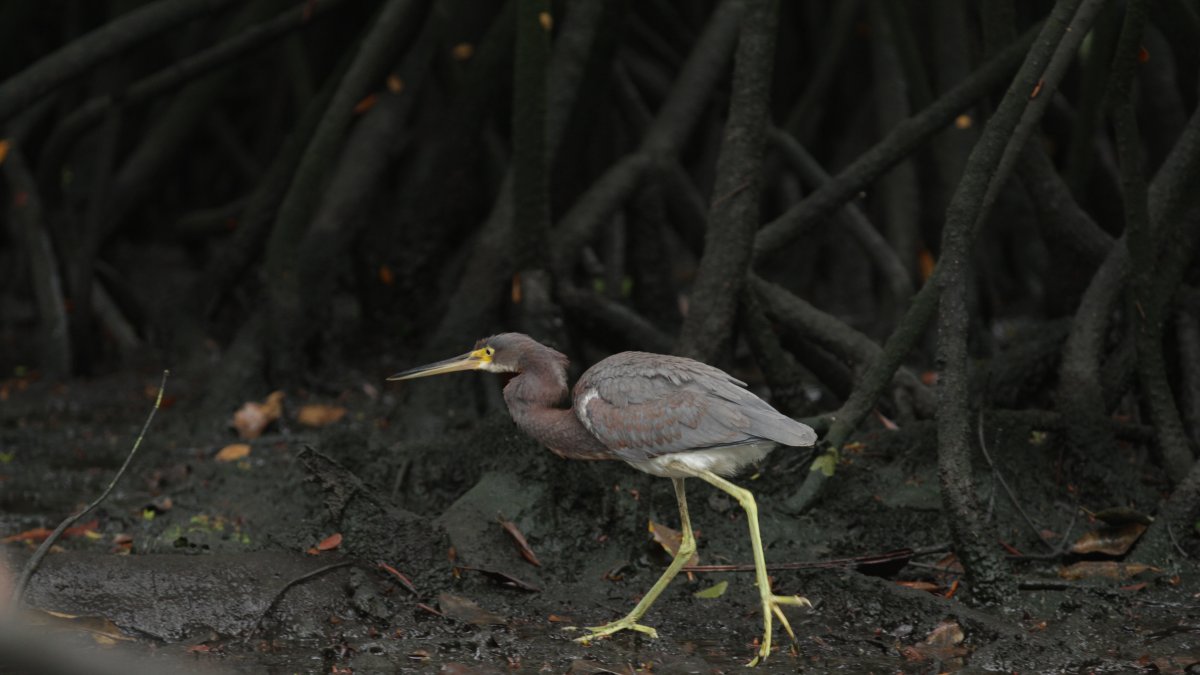 Imagen referencial para graficar este artículo.