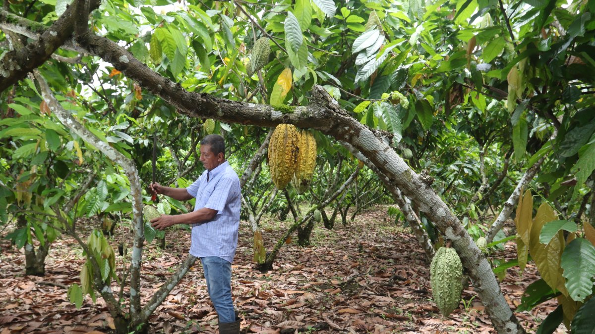 Agro. Uno de los trabajadores de la finca El Samán, en Mata de Cacao.