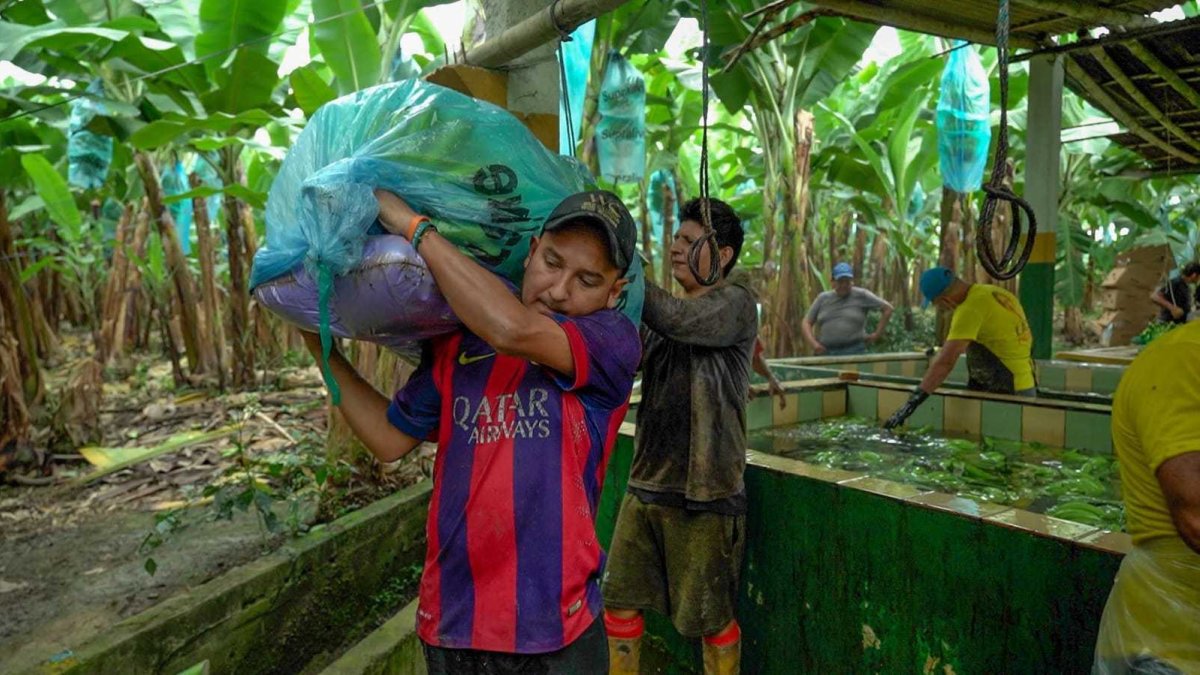 Hacienda. Un grupo de trabajadores alistan el banano para llevarlo al puerto y exportarlo a varios destinos.