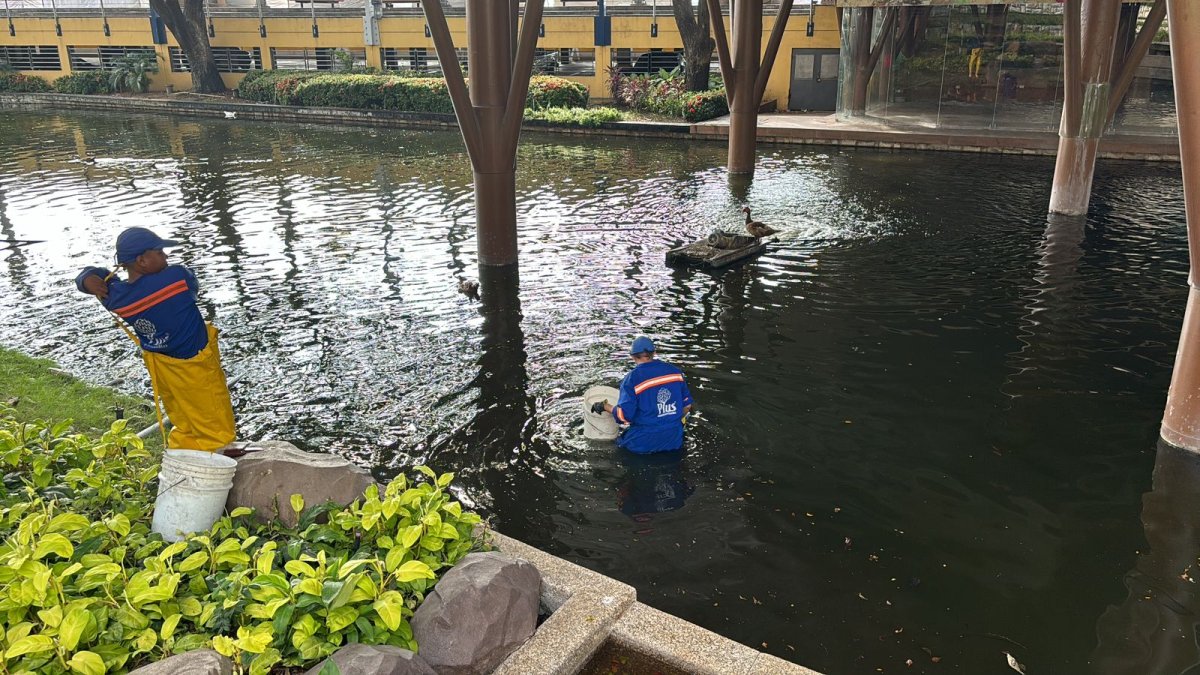 Personal del Municipio retiró las especies que murieron en el lago del malecón