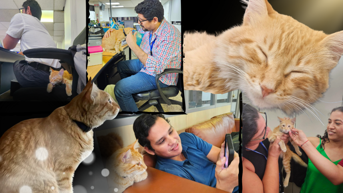 El Colorado fue adoptado por las redacciones de EXPRESO y EXTRA. Lamentablemente su paso por la vida fue cortito.