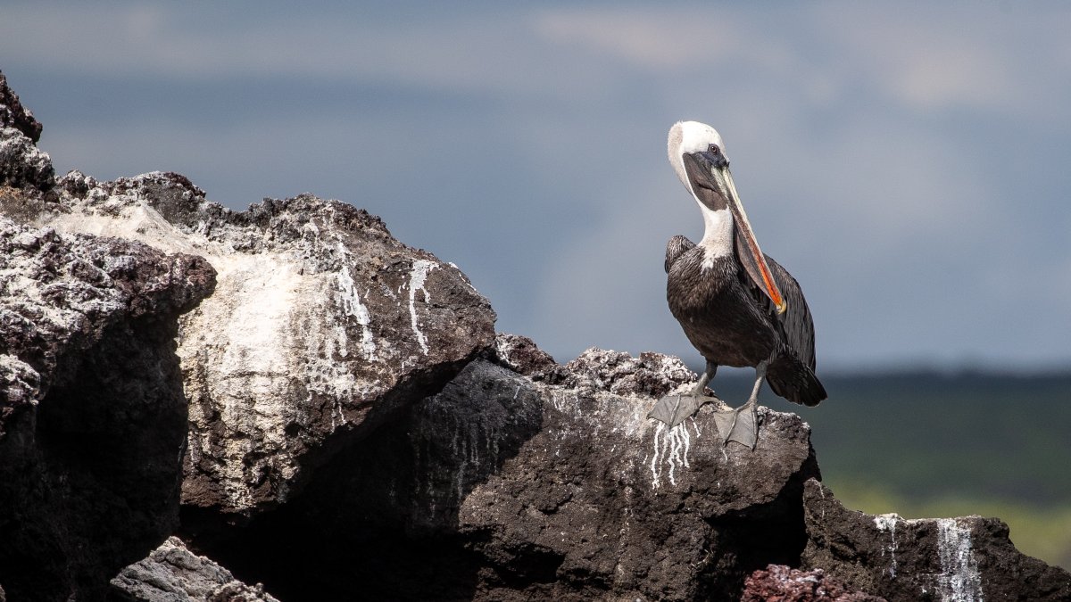 Muestra. Un piquero de pelícano se pasea en la isla Isabela.