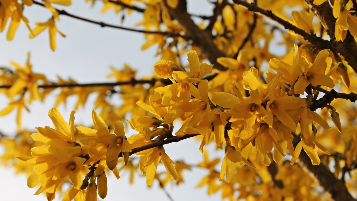 Una flor muy popular en época de primavera es la forsitia.